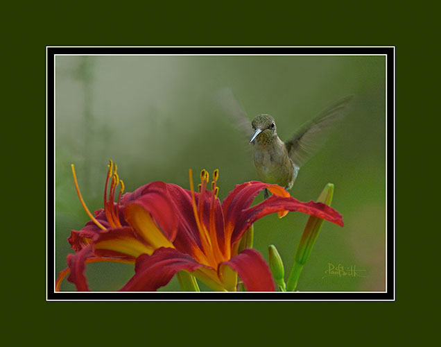 Hummingbird Immature